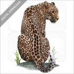 Persian Leopard stock image