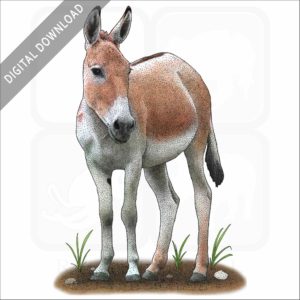 Persian Onager or Persian Wild Ass stock image