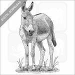 Persian Onager or Persian Wild Ass