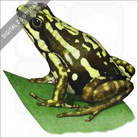 Phantasmal Poison Dart Frog stock image