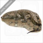 Philippine Crocodile stock image