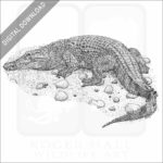 Philippine Crocodile