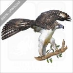 Philippine Eagle stock image