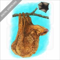 Philippine Flying Lemur illustration