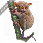 Philippine Tarsier stock image
