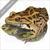 Pickerel Frog stock image