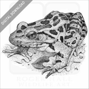 Pickerel Frog
