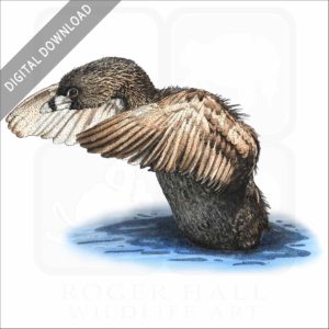Pied-Billed Grebe stock image