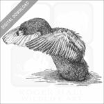 Pied-Billed Grebe