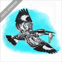 Pied Kingfisher stock image