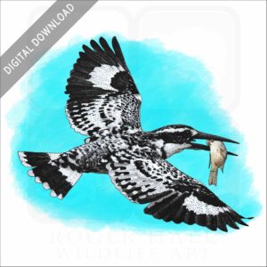 Pied Kingfisher stock image