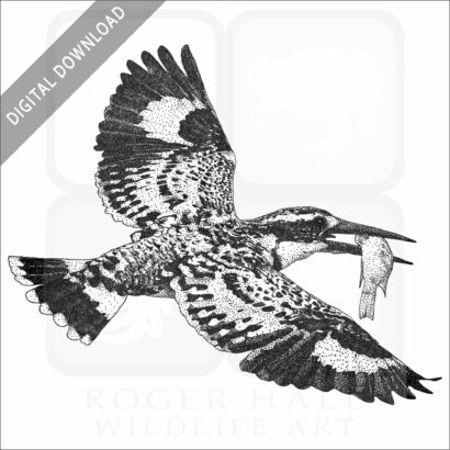 Pied Kingfisher