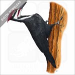 Pileated Woodpecker stock image