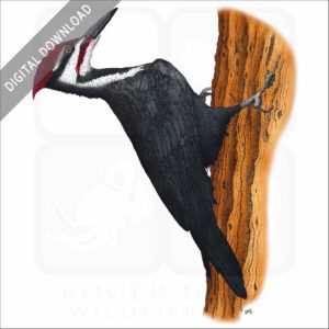 Pileated Woodpecker stock image