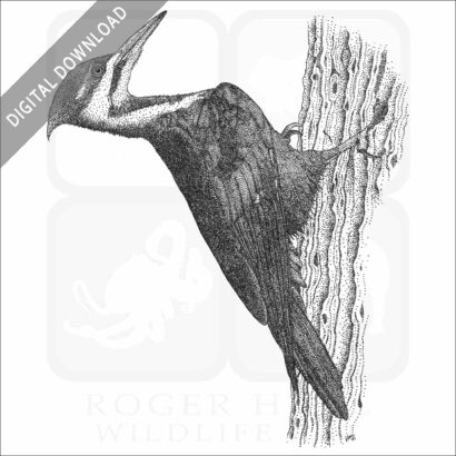 Pileated Woodpecker