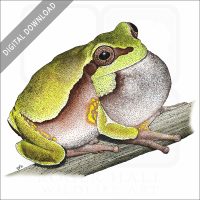 Pine Barrens Tree Frog stock image