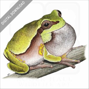 Pine Barrens Tree Frog stock image