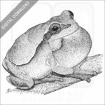 Pine Barrens Tree Frog