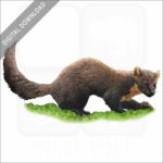 American Pine Marten stock image