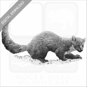 American Pine Marten