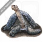 Pinta Island Tortoise stock image