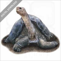 Pinta Island Tortoise stock image