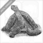 Pinta Island Tortoise