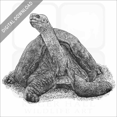 Pinta Island Tortoise