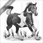 Pinto Horse