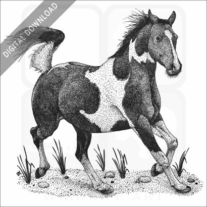 Pinto Horse