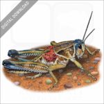 Plains Lubber Grasshopper stock image