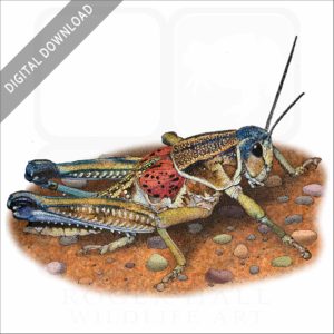 Plains Lubber Grasshopper stock image