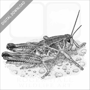 Plains Lubber Grasshopper