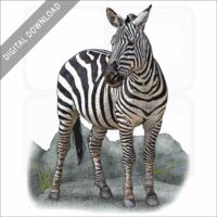 Plains Zebra stock image
