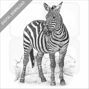 Plains Zebra
