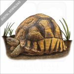 Ploughshare Tortoise stock image