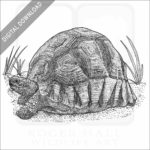 Ploughshare Tortoise