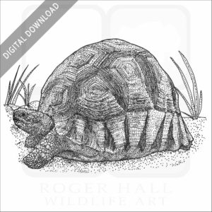 Ploughshare Tortoise