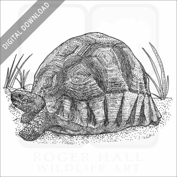 Ploughshare Tortoise