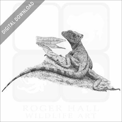 Plumed Basilisk