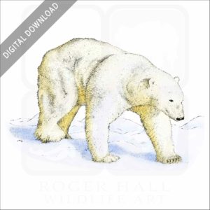 Polar Bear stock image