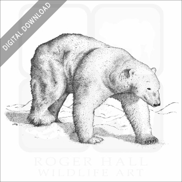 Polar Bear