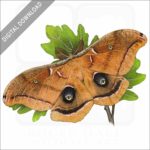 Polyphemus Moth stock image