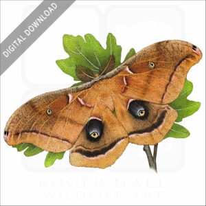 Polyphemus Moth stock image