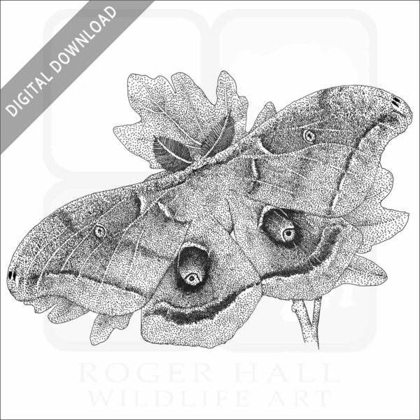 Polyphemus Moth