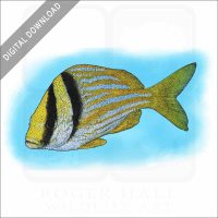 Atlantic Porkfish stock image