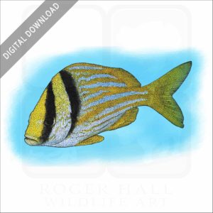 Atlantic Porkfish stock image