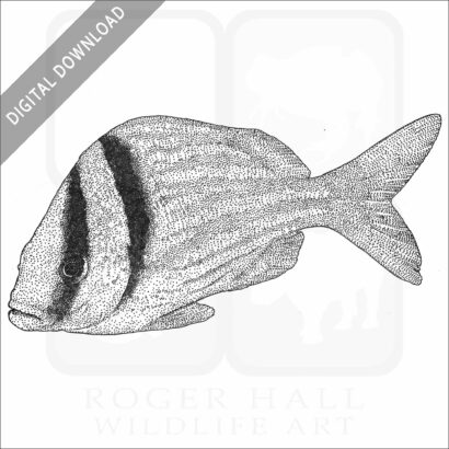 Atlantic Porkfish