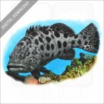 Potato Grouper or Cod stock image