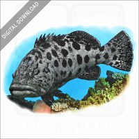 Potato Grouper or Cod stock image